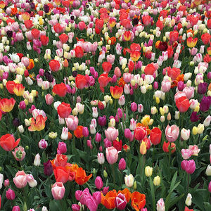 Meet your Posher, Joyce